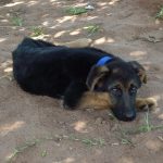 Evo unser neuer Wachhund