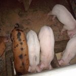 Ferkelfütterung  Fütterung Ferkel1