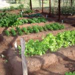 Gemüsegarten