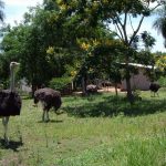 Jungstrausse auf der Weide