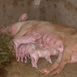 Muttersau mit ihren Ferkeln Sau mit ihren Ferkeln