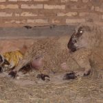Geburt Lamm mit Mutter Geburt Lamm mit Mutter