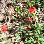 Wiesenblumen Wiesenblumen