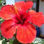 Hibiskusblüte Hibiskusblüte