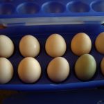 Eier von unseren Hühnern
