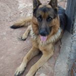 Schäferhund Evo