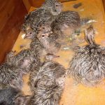 frisch geschlüpfte Straußenküken