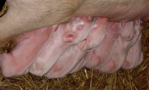 8 kleine weiße Ferkelchen