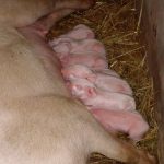 Acht kleine weiße Ferkelchen