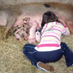 Lilly legt die Ferkelchen an
