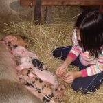 Lilly und die Ferkelchen