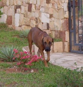 Moshi im Garten 