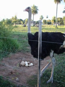 Stolzer Hahn verteidigt sein Nest