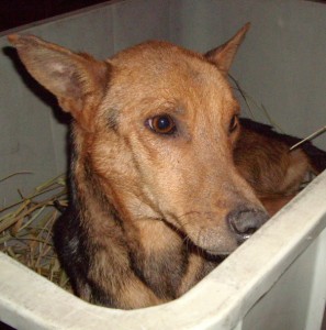 Armer Hund