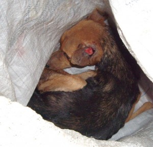 Blick in den Sack