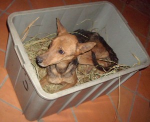 Hund in der Kiste