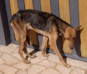 fliegender Hund