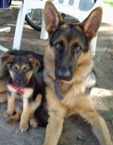 Evo und Condi