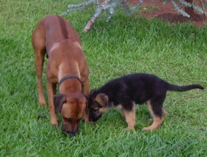 Moshi und Lino