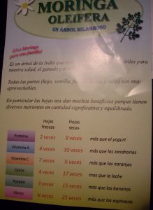 Moringa-Infoblatt