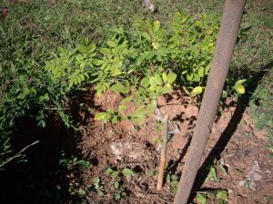 Moringa-Oleifera-Bäumchen