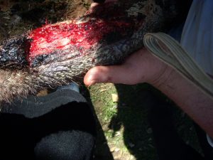 Fertig verschlossene Wunde